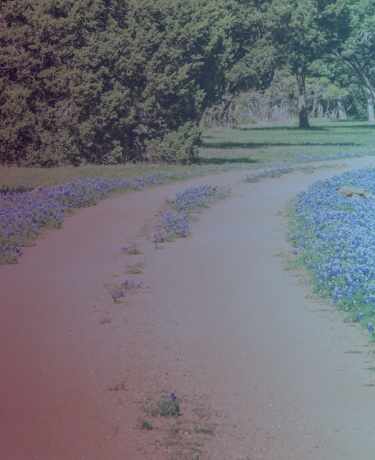 Texas path with bluebonnets